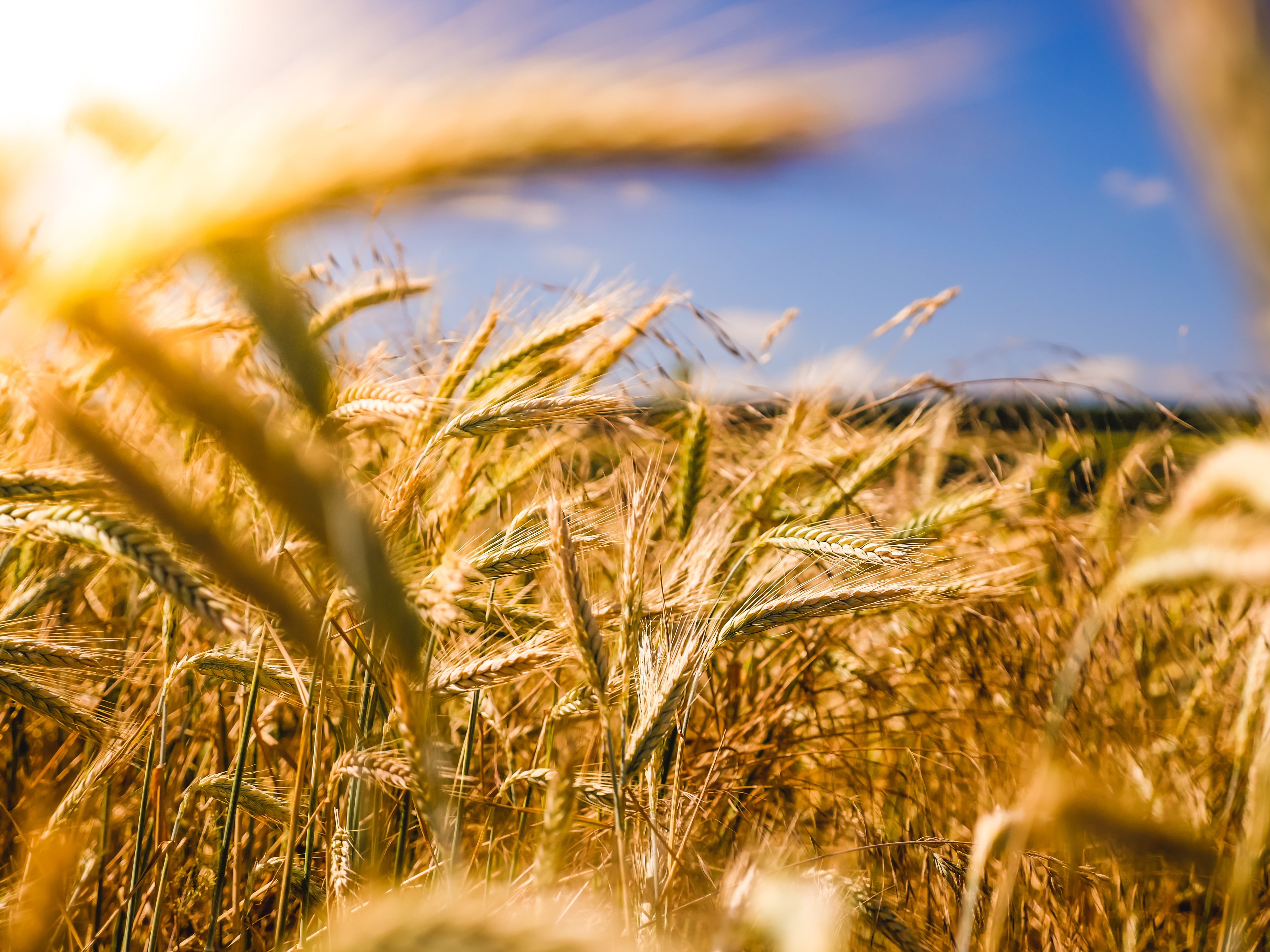 Ứng dụng của Wheat Gluten (mì căn) sử dụng để làm đồ ăn chay.